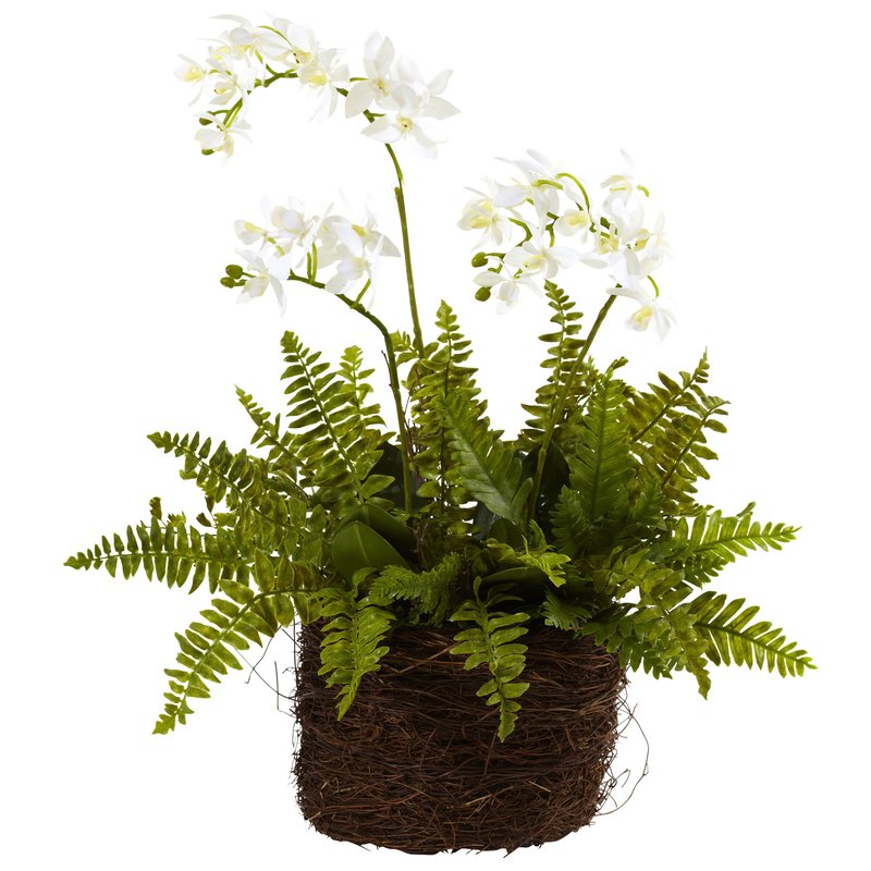 Mini+Phalaenopsis+and+Fern+with+Bridsnest+Planter.jpg