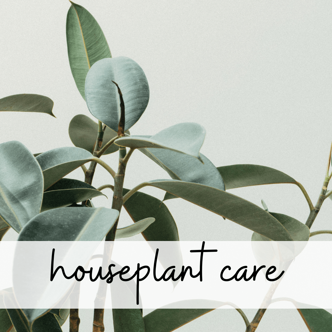 decorating with houseplants