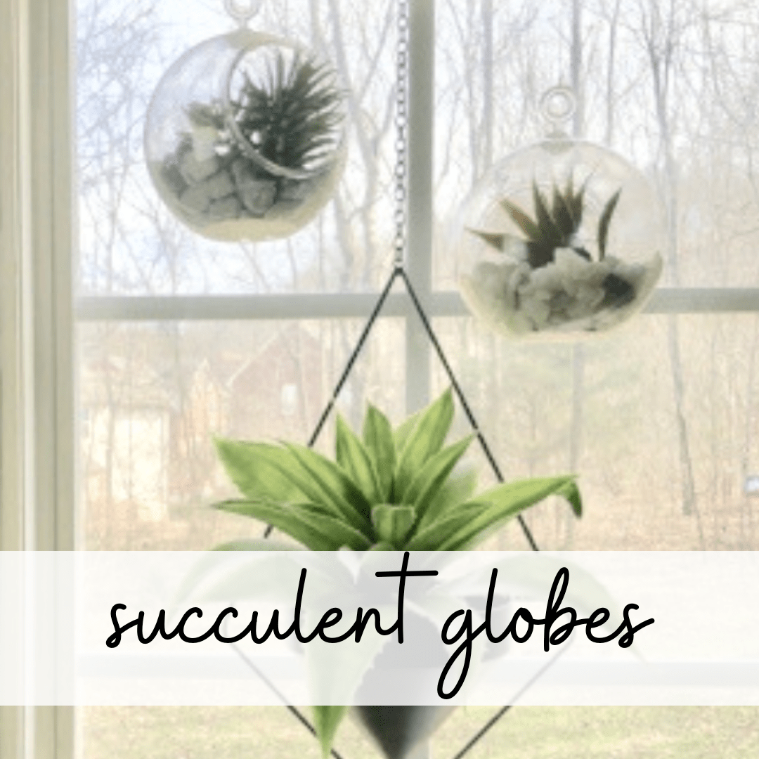 dollar store succulent hanging globes